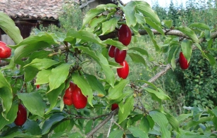 Cornelian cherry fruits ripening on the tree